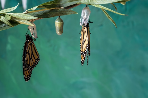 Two monarch butterflie drying wings on chrysalis