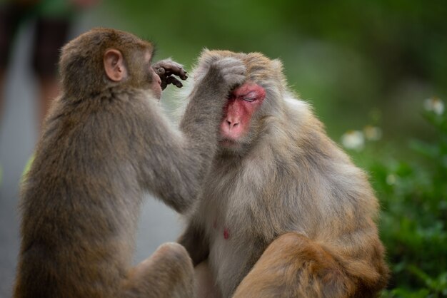 two monkey's cleaning each other