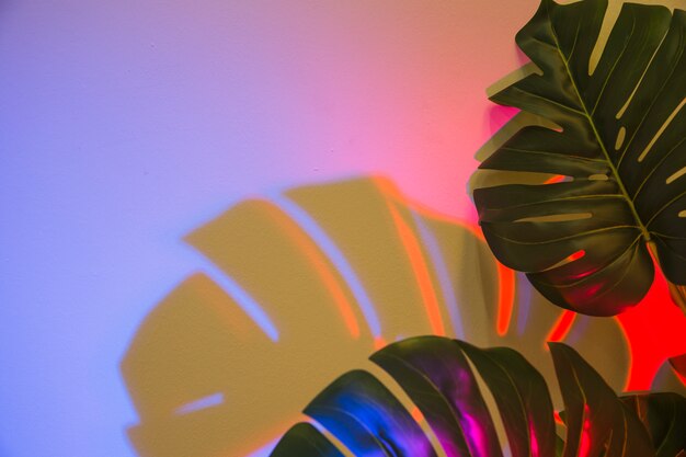Two monstera leaves with shadow on colored backdrop