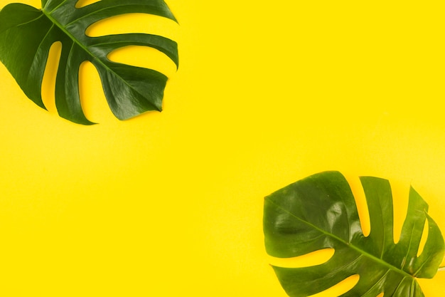 Two monstera leaves on yellow background