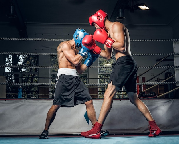 Foto gratuita due pugili muscolosi fanno una gara sul ring, indossano caschi e guanti.