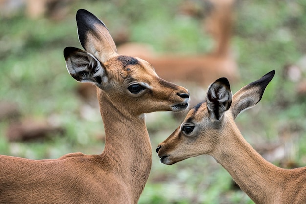 南アフリカのクルーガー国立公園で生まれたばかりの2頭のインパラ子牛