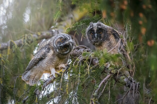 Two owls sitting on branch and looking at camera