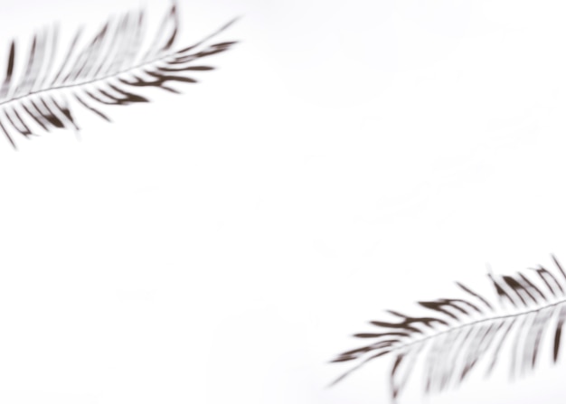 Free photo two palm leaves on white background