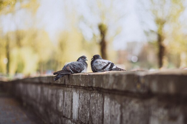 公園の石造りの塀の上に座っている2つの鳩