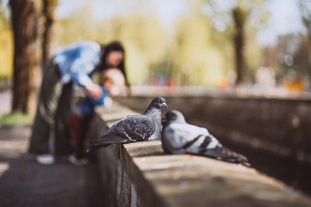 公園の石造りの塀の上に座っている2つの鳩