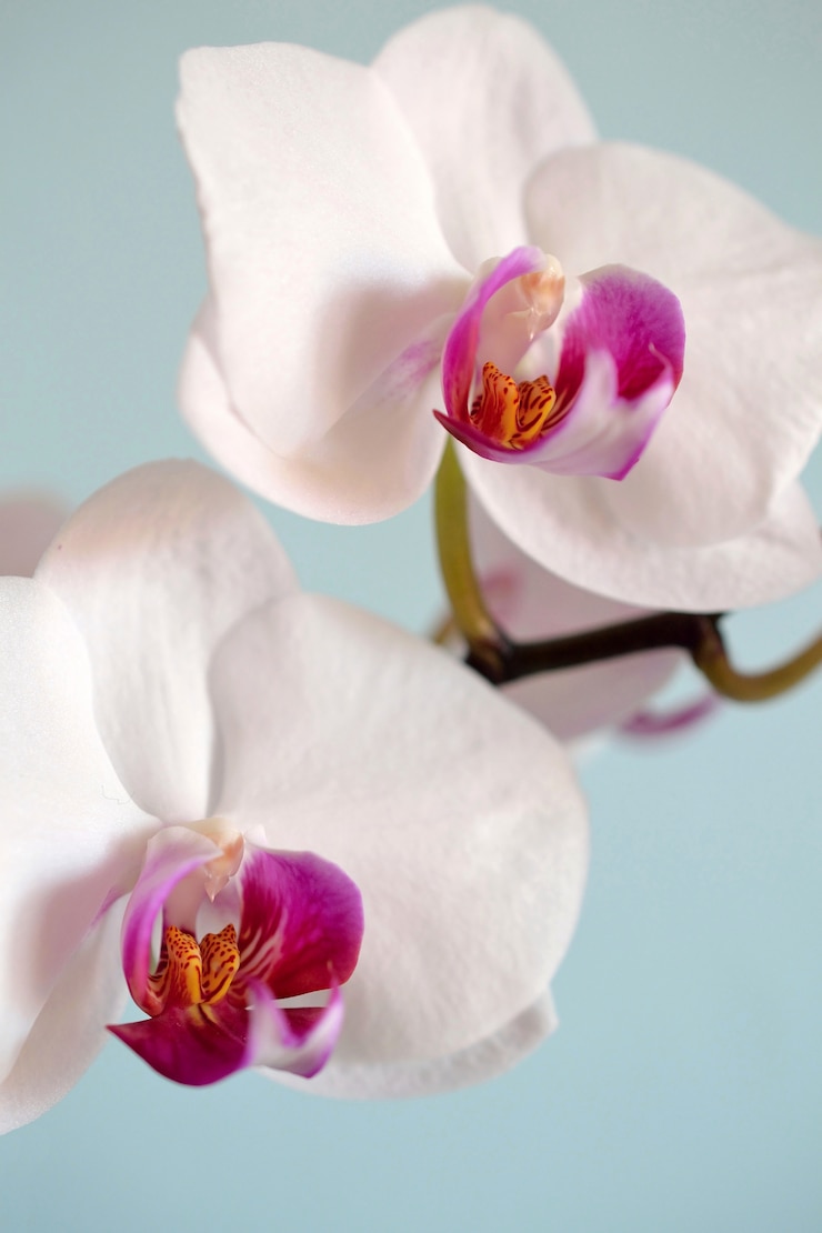 無料Photo &quot;ピンクの花が2本&quot;