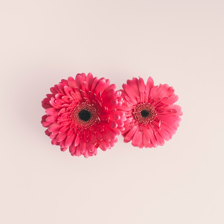 Free Photo two pink gerbera flowers on light table 