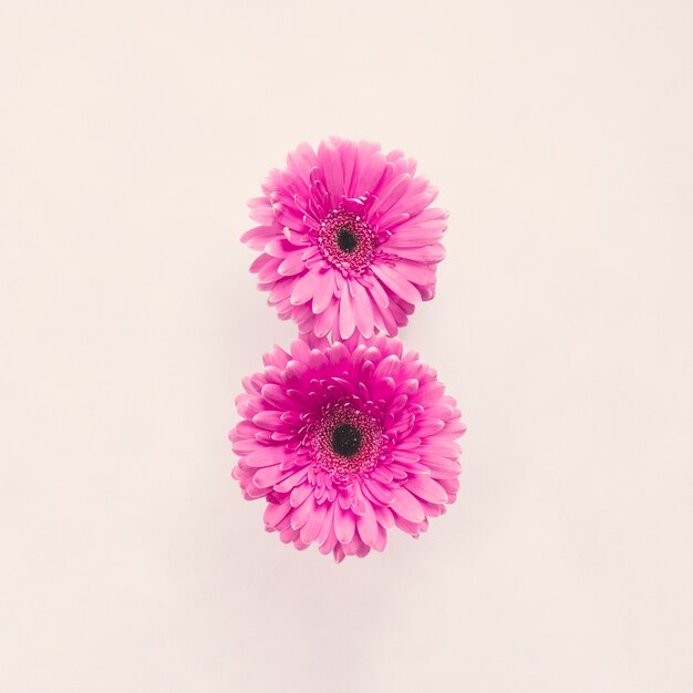 Two pink gerbera flowers on white table 