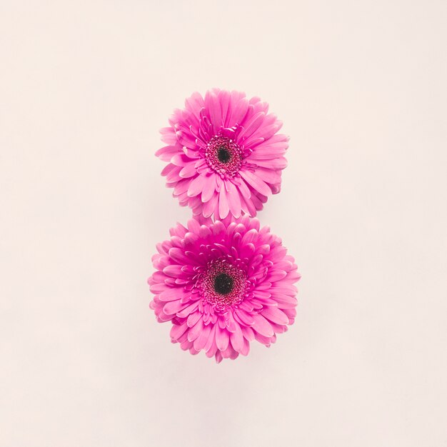 흰색 테이블에 두 개의 분홍색 거 베라 꽃