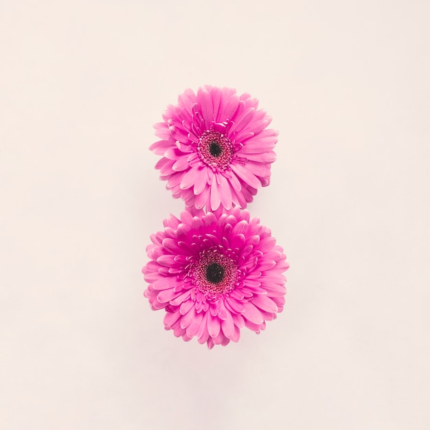 Two pink gerbera flowers on white table 