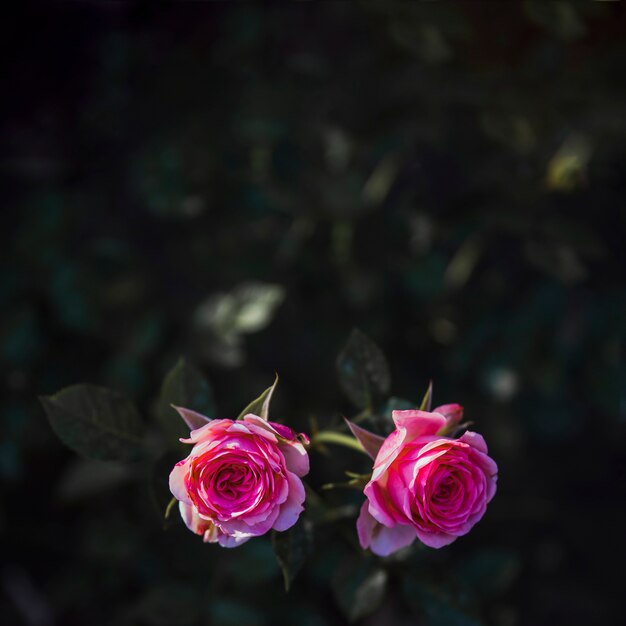 Two pink roses on bush