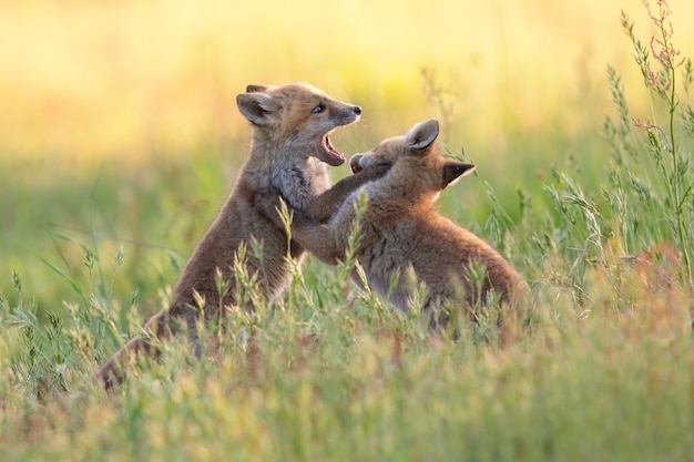 two playing young foxes in a green field