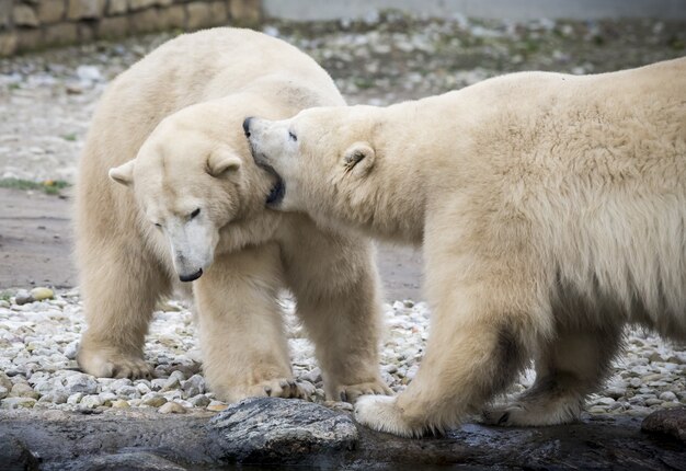 Два белых медведя играют друг с другом