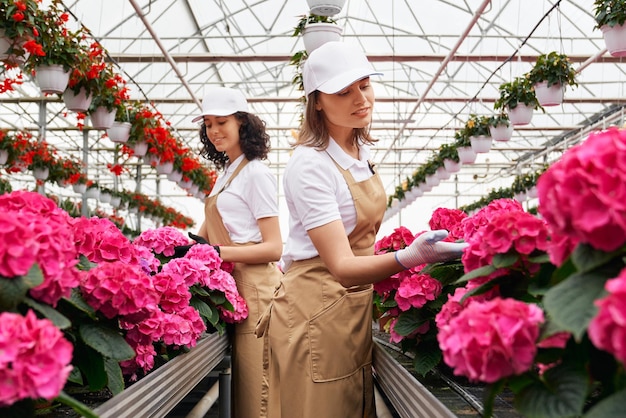 Two pretty women working in large modern greenhouse