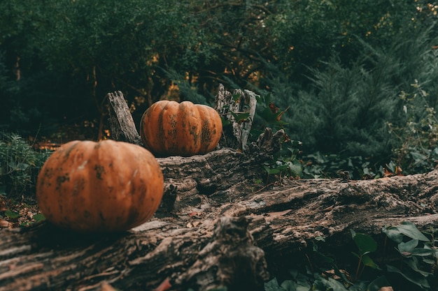 Two pumpkin on a tree trunk on the forest floor