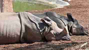 Free photo two rhinoceros sleeping in a zoo