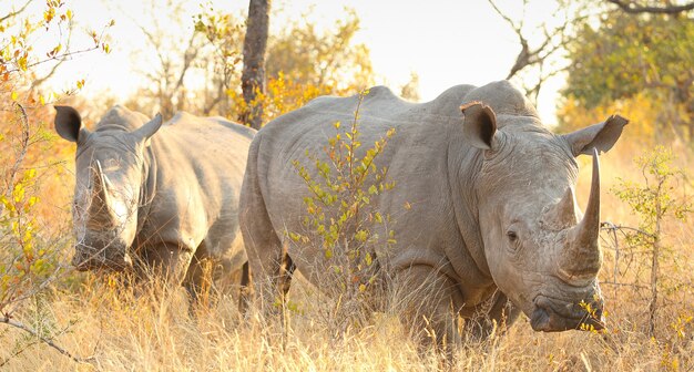 Два носорога в поле в солнечный день