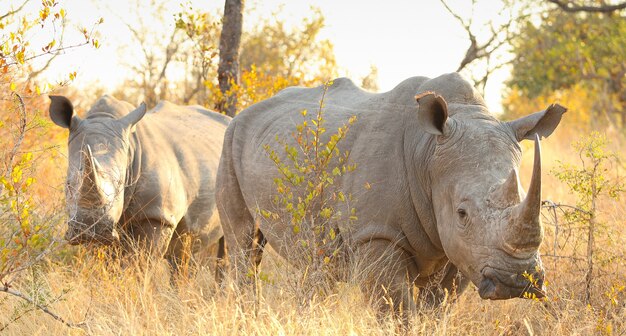 Two rhinos in a field on a sunny day