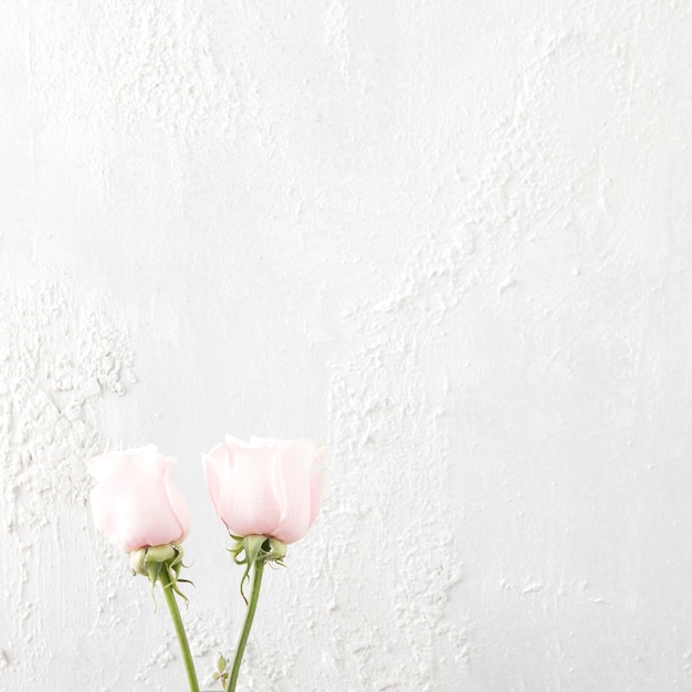 Free photo two rose flowers on white background