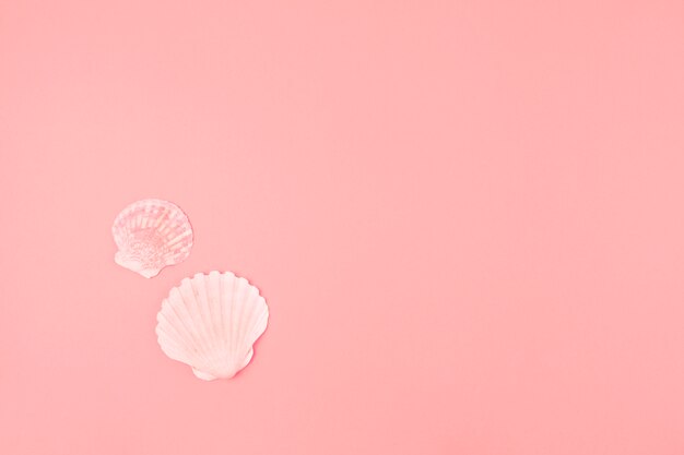 Two scallops seashell on pink background