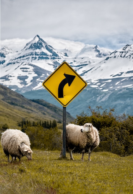 Бесплатное фото Две овцы возле желтой улицы знак с высокими снежными горами