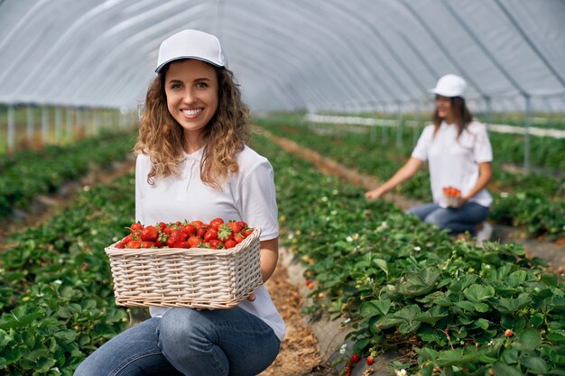 Two smiling females are harvesting strawberries