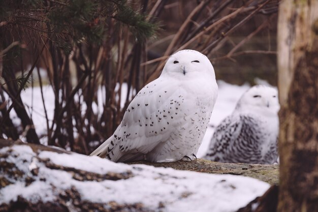 Two snowy owl sitting in winter forest