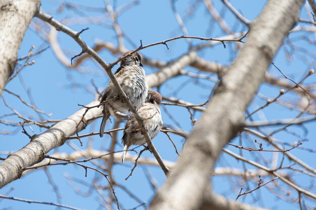 Two sparrows sitting on a branch