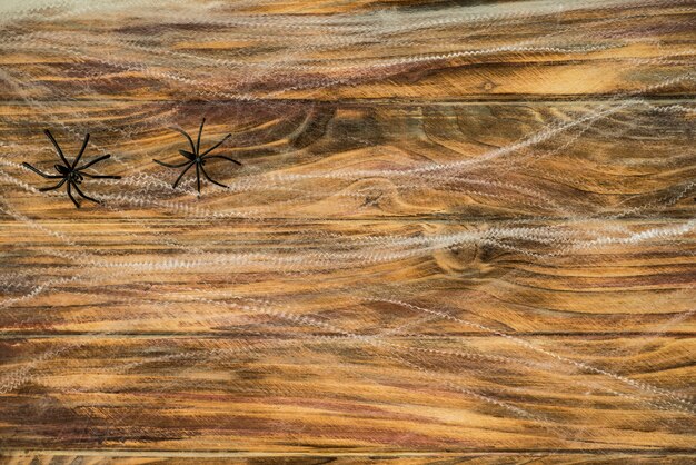 Two spiders on cobweb