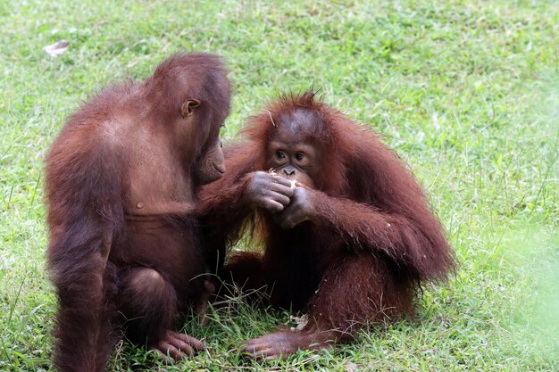 two Sumatran orangutans playing together