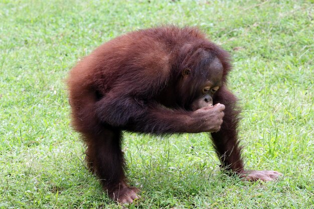 Free photo two sumatran orangutans playing together