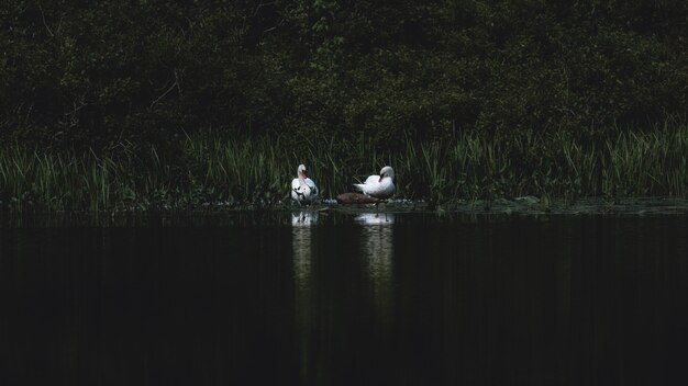 Бесплатное фото Два лебедя на озере