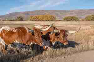 Free photo two texas longhorn steer