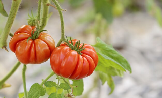 two tomatos in the garden