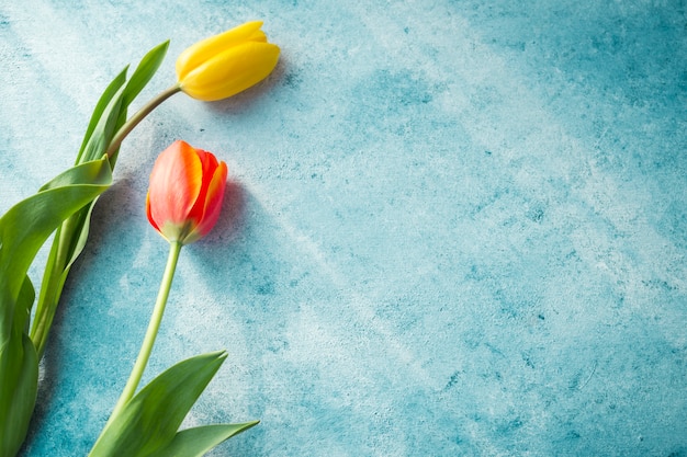 Two tulip flowers on table