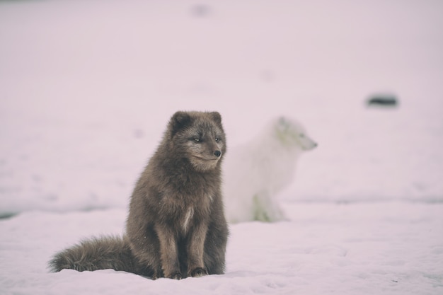얼음에 두 개의 흰색과 검은 색 늑대