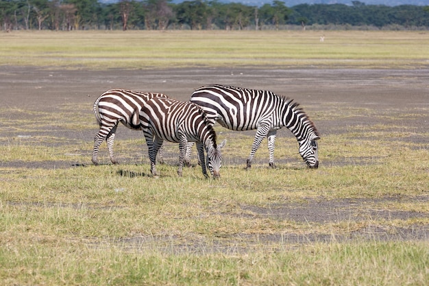草原、アフリカの2つのシマウマ。ケニア
