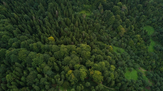 Ukrainian carpathian mountain forest from above aerial view