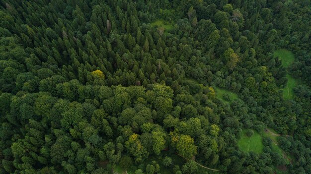 上空から見たウクライナのカルパティア山脈の森