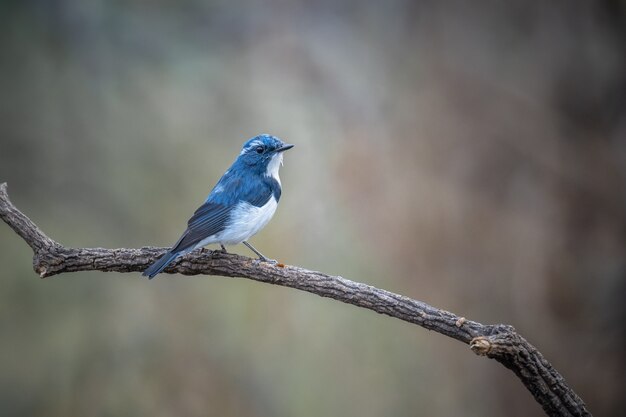 Ultramarine Flycatcher, Ficedula superciliaris