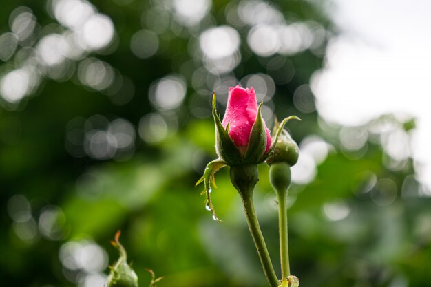 ボケライトと背景をぼかした写真に咲き誇っていないピンクのバラ