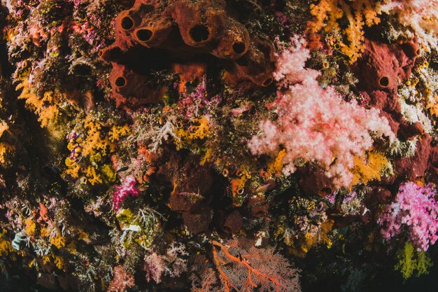 underwater floor with corals