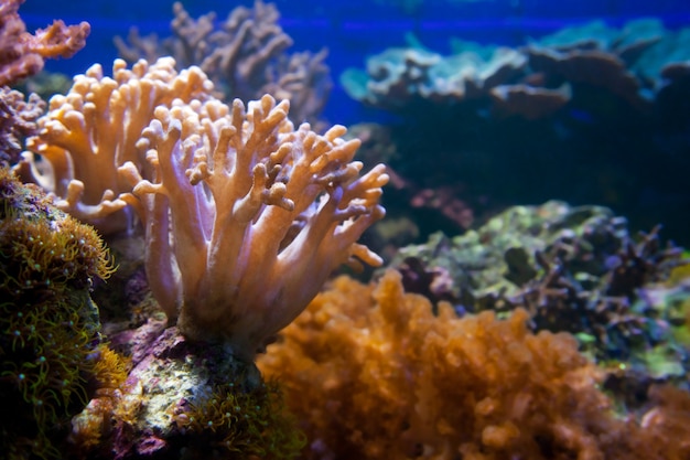 Underwater plant