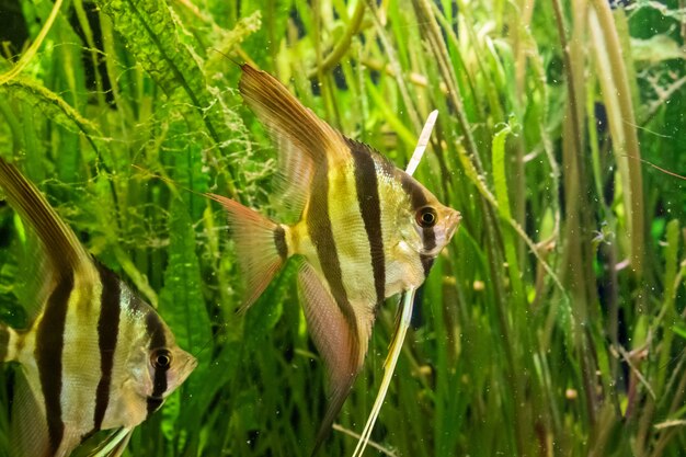 Underwater shot of Altum angelfish and algeas