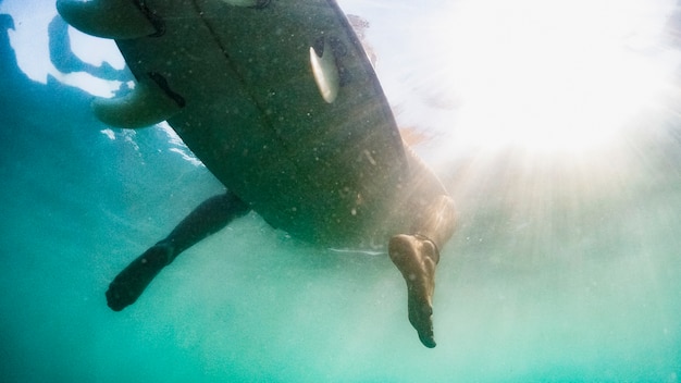 Colpo subacqueo di donna con tavola da surf