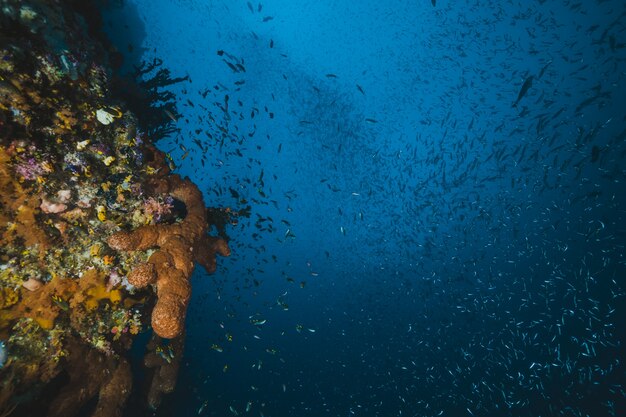 Underwater and tropical seascape