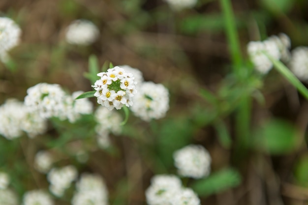흰 꽃과 산만 된 배경