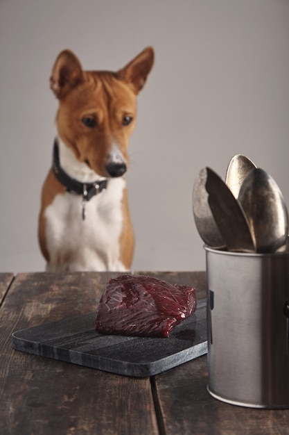 Unfocused hungry basenji dog is watching on focused piece of raw luxury whale steak on marble stone cutting desk on aged wooden table with vintage forks knives spoons near