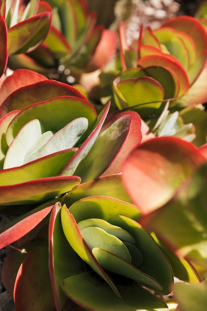 Unique colorful flapjack cactus or paddle plant kalanchoe luciae